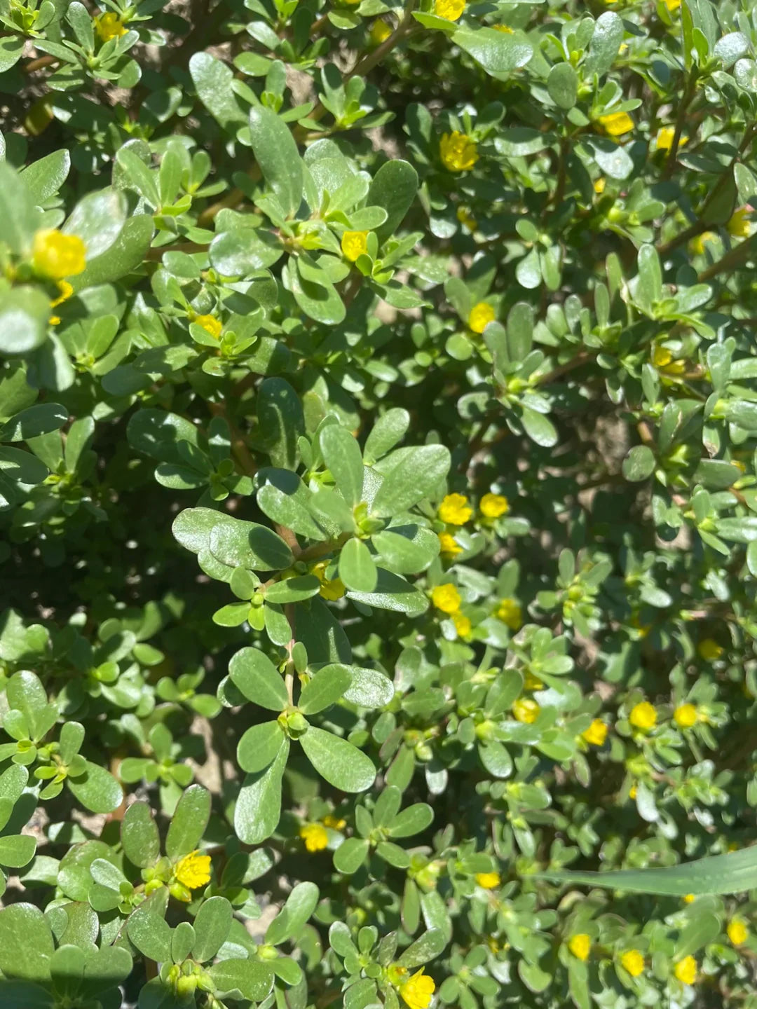 두피의 염증과 재생을 위한 선택, 쇠비름(마치현) 추출작업